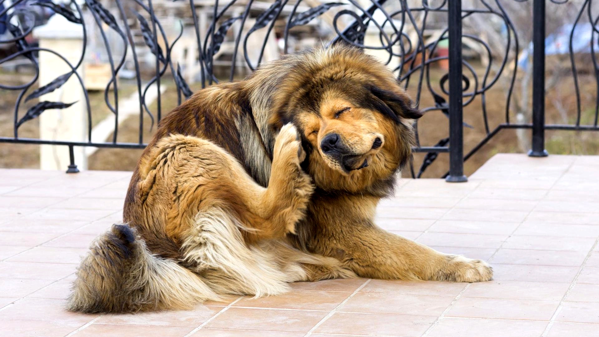 Os carrapatos de seus Pets transmitem doenças fatais - Pet Shop Líder - Revista Império