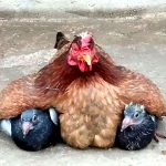 Pombo-galinha é um híbrido que existe? Ou não?