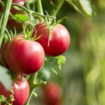 Quando você poda e não rega suas plantas, elas gritam