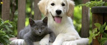 Dê vida longa para seu Pet, saiba como é simples ⋆ Revista Império