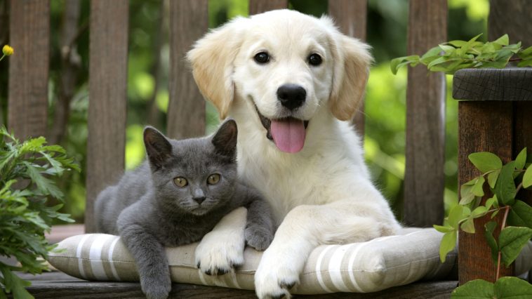 Dê vida longa para seu Pet, saiba como é simples ⋆ Revista Império