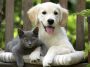 Dê vida longa para seu Pet, saiba como é simples ⋆ Revista Império