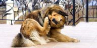 Os carrapatos de seus Pets transmitem doenças fatais - Pet Shop Líder - Revista Império