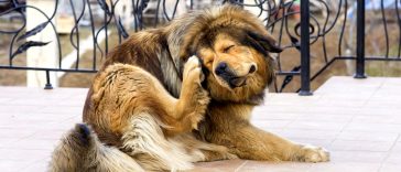 Os carrapatos de seus Pets transmitem doenças fatais - Pet Shop Líder - Revista Império