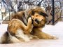 Os carrapatos de seus Pets transmitem doenças fatais - Pet Shop Líder - Revista Império