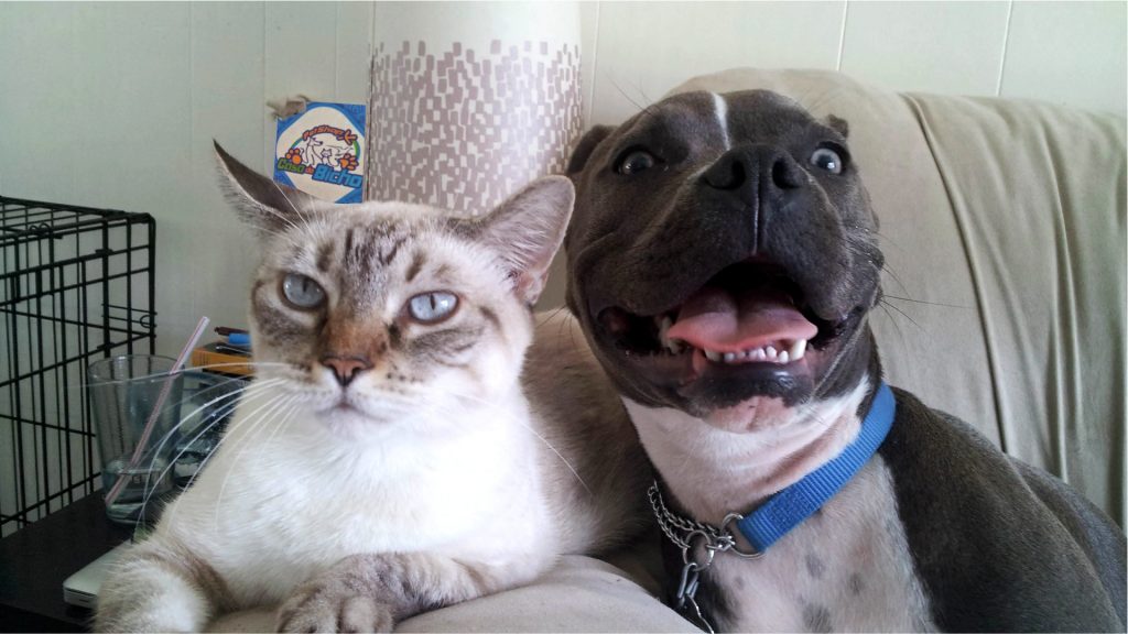 Cães e gatos com queda de pelos. Como lidar com isso - Casa do Bicho do Oscar e da Roberta - Tupaciguara - Minas Gerais