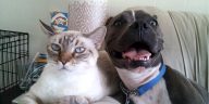 Cães e gatos com queda de pelos. Como lidar com isso - Casa do Bicho do Oscar e da Roberta - Tupaciguara - Minas Gerais