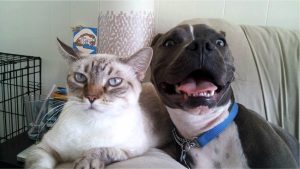 Cães e gatos com queda de pelos. Como lidar com isso - Casa do Bicho do Oscar e da Roberta - Tupaciguara - Minas Gerais