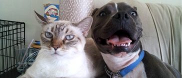 Cães e gatos com queda de pelos. Como lidar com isso - Casa do Bicho do Oscar e da Roberta - Tupaciguara - Minas Gerais