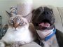 Cães e gatos com queda de pelos. Como lidar com isso - Casa do Bicho do Oscar e da Roberta - Tupaciguara - Minas Gerais